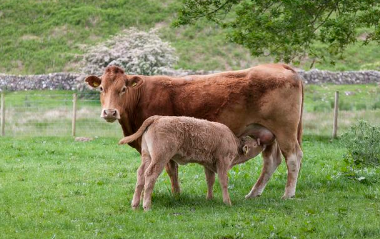 母牛產后保健方案